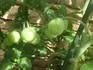 GardenberryF1