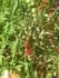 GardenberryF1