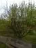 Gabrovsk IV