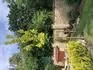Javor