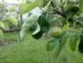 Granny smith