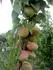 Farbaly