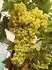 Regal Seedless