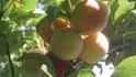 "False" Dapple Dandy