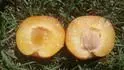 "False" Dapple Dandy