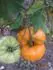 Amana Orange