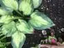 Hosta