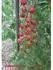 Gardenberry F1