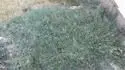 Kotvink ped gar v Bulharsku