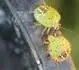 Pohledn nymfy (neltav larvy) N. viridula