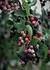 juneberry