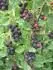juneberry