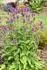 STACHYS MONIERI 
