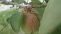 Veharda