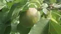 Bergarouge