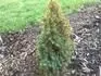 picea glauca