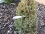 picea glauca