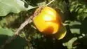 Vesprima