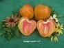 Orange Russian 117 