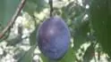 Tuleu Gras