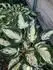 Hosta
