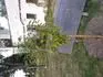 Burlat