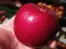 Crimson crisp