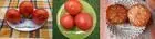 panlsk 2