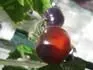 Blaue Zimmertomate