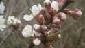 vestkomeruka Plumcot