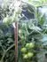 Evolucia F1 m u zasadnut 4 poschodia