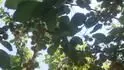 Rivan