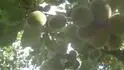 Early Orange