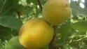 Orange Rubis
