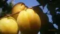 Puget Gold