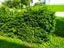 aaa
