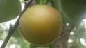 Early Orange