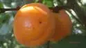 Big Red