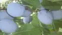aansk lepotica