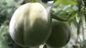 Tardibelle (zrn v ijnu)