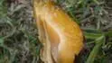 Tchobuzick