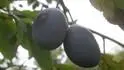 Tuleu Gras