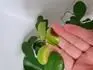 Ficus hndnou listy 
