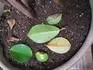 Ficus hndnou listy 