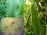 A-B Xanthomonas C Sigmina