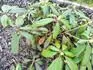rododendron