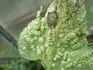 Choroba