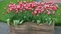 tulipany