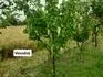 Vinoslivij 