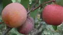Dapple .1